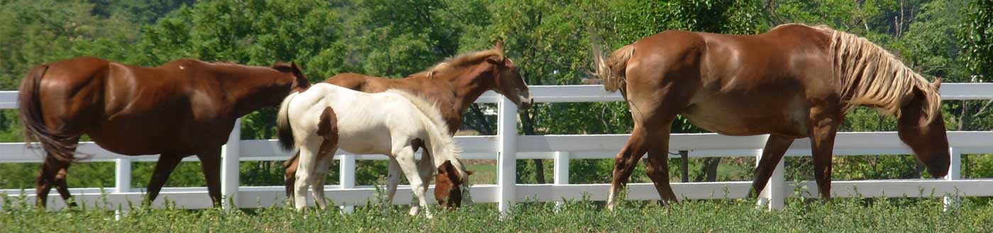 Horses